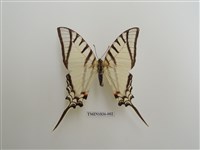 藏品(外國蝴蝶)的圖片